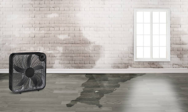 Best Local water damage restoration  in Leetonia, OH